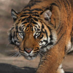 Tigern Tigern